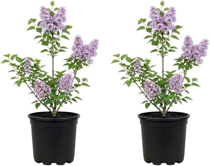 2 Miss Kim Lilac Trees Ready to Plant, Quart Pot Korean Lilac Bush, Fragrant Flowering Shrubs for Garden Landscaping