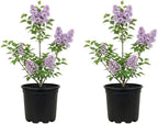 2 Miss Kim Lilac Trees Ready to Plant, Quart Pot Korean Lilac Bush, Fragrant Flowering Shrubs for Garden Landscaping