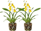 2 Yellow Oncidium Orchid, Dancing Lady Flower Plant, Vigorous Tropical Indoor Houseplant, Bright Yellow Blooms for Garden & Balcony