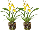 2 Yellow Oncidium Orchid, Dancing Lady Flower Plant, Vigorous Tropical Indoor Houseplant, Bright Yellow Blooms for Garden & Balcony