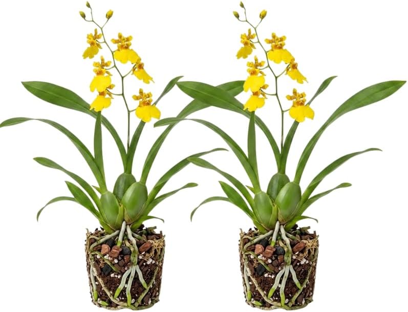2 Yellow Oncidium Orchid, Dancing Lady Flower Plant, Vigorous Tropical Indoor Houseplant, Bright Yellow Blooms for Garden & Balcony