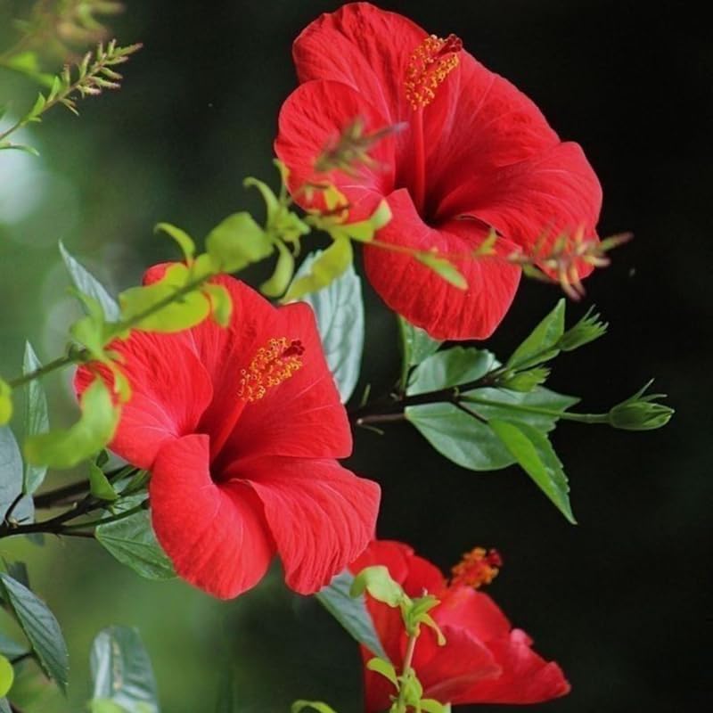2 Red Rose of Sharon Live Plants | 12–18 Inch Tall | Red Blooming Hibiscus syriacus for Yards, Hedges, Borders & Landscape Design