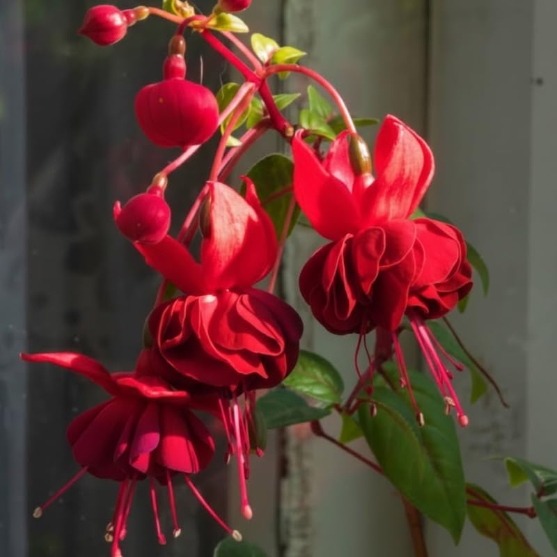 2 Fuchsia Plants Live, Dark Blue & Red Fuchsia, 6-12 Inch Tall, Blue Eye Variety, Trailing Flowering Plant, Ideal for Hanging Baskets
