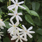 Downy Jasmine Plant Live in 4 Inch Pot | Soft Downy Leaves & White Blooms | Easy to Grow Live Jasmine Plant for Indoor Home Décor