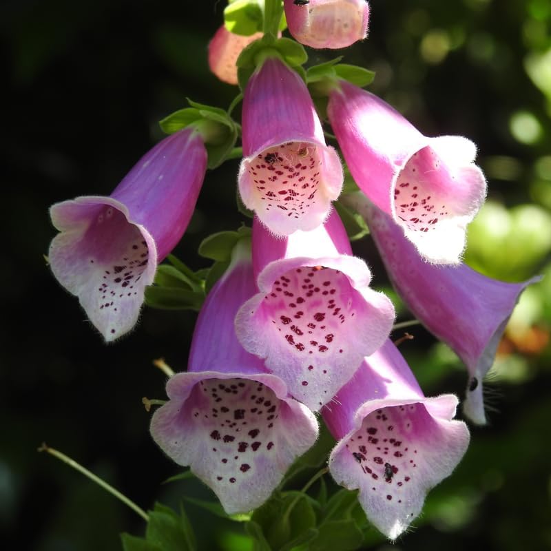 3 Foxglove Live Plant in 3-inch Pot, Established Live Flowering Plant, Well-Rooted & Low Maintenance Outdoor Garden Plant