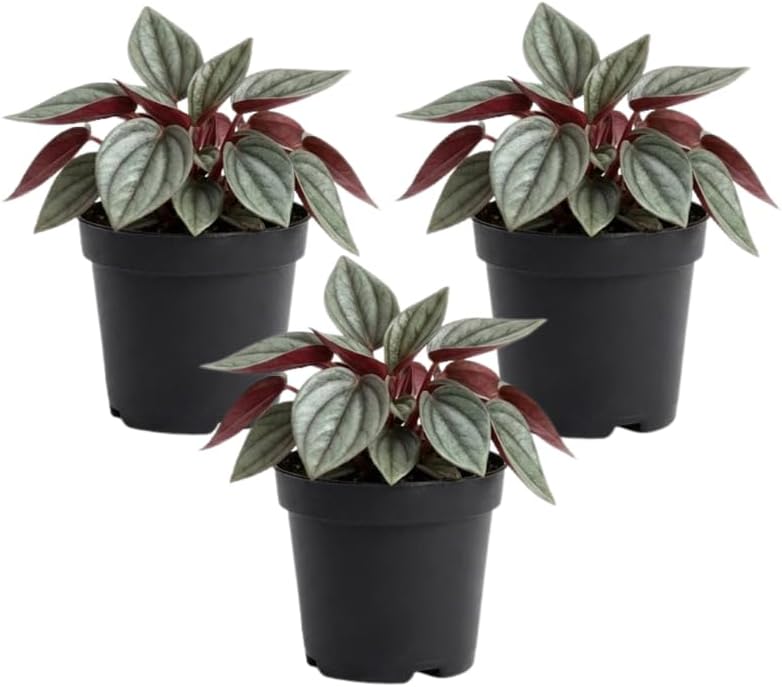 3 Peperomia Plant Live, Peperomia Napoli Nights in 2 Inch Pot, Rare Houseplant for Tabletop Display, Gifting and Indoor Collections