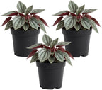 3 Peperomia Plant Live, Peperomia Napoli Nights in 2 Inch Pot, Rare Houseplant for Tabletop Display, Gifting and Indoor Collections