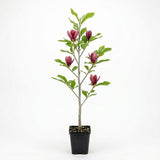 Ann Magnolia Tree Live Plant, 12-18" Potted Plant in 2.5" Pot, Cold-Hardy Early Spring Blooming Tree for Backyard and Garden Rows