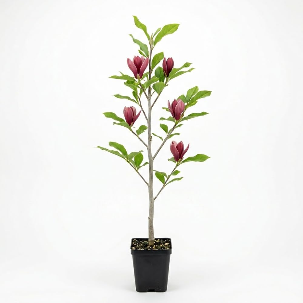 Ann Magnolia Tree Live Plant, 12-18" Potted Plant in 2.5" Pot, Cold-Hardy Early Spring Blooming Tree for Backyard and Garden Rows