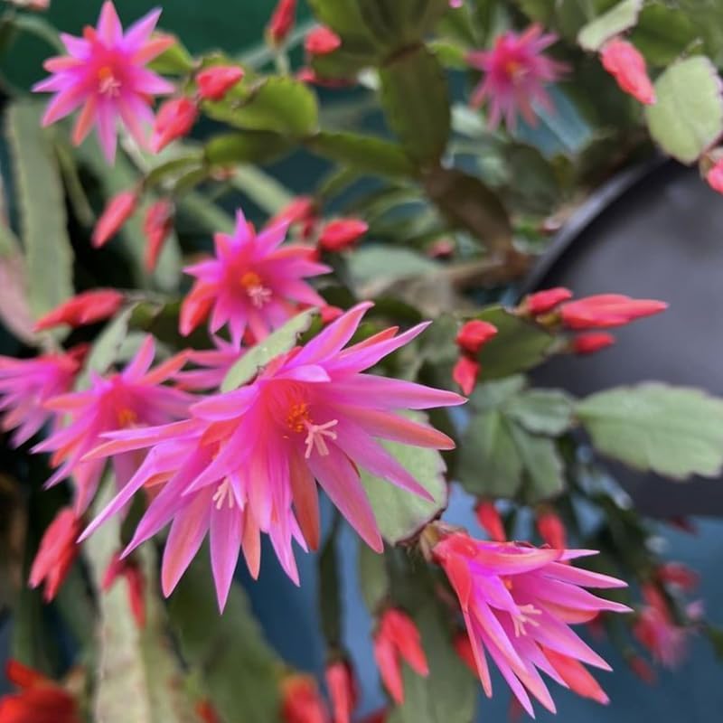 Light Pink Easter Cactus Live Plant 3 Inch Tall – Flowering Indoor Holiday Cactus with Soft Pink Blooms, Easy Care Easter Cactus Plants Live for Home, Office or Gift