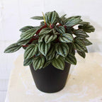 Peperomia Napoli Nights, Peperomia Plant Live in 2 Inch Pot, Rare Plants Live Houseplants for Desk Decor, Shelves and Small Spaces