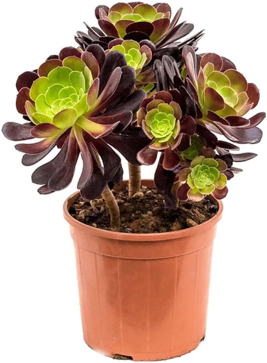 Aeonium Succulents Plants Live in 4" Inch Pot | Black Rose Tree for Planting | Great for Home & Office Styling, Succulent Arrangements & Beginner Growers
