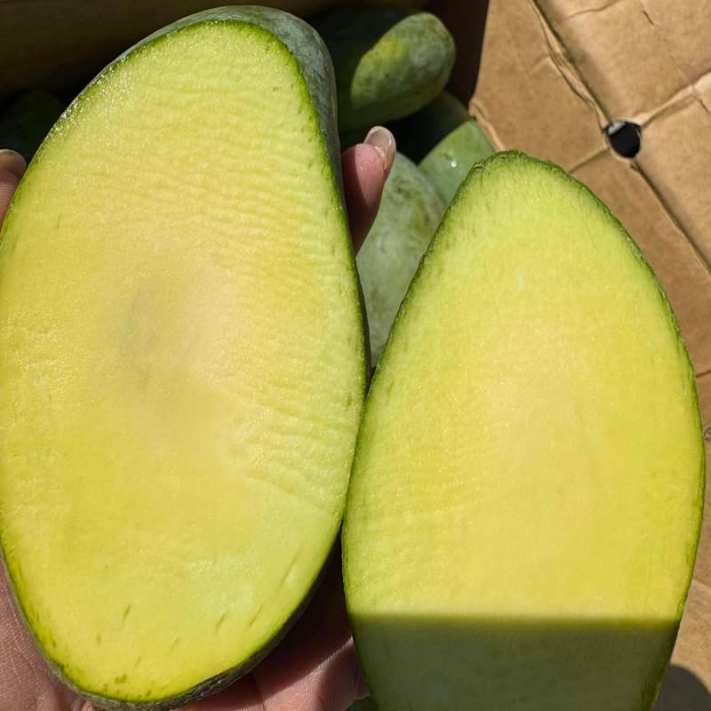 Live Keo Savoy Mango Tree 2.5–3 Ft | Sweet Tropical Mango | Fruit Tree for Yard & Patio | No Ship to CA, HI, AK