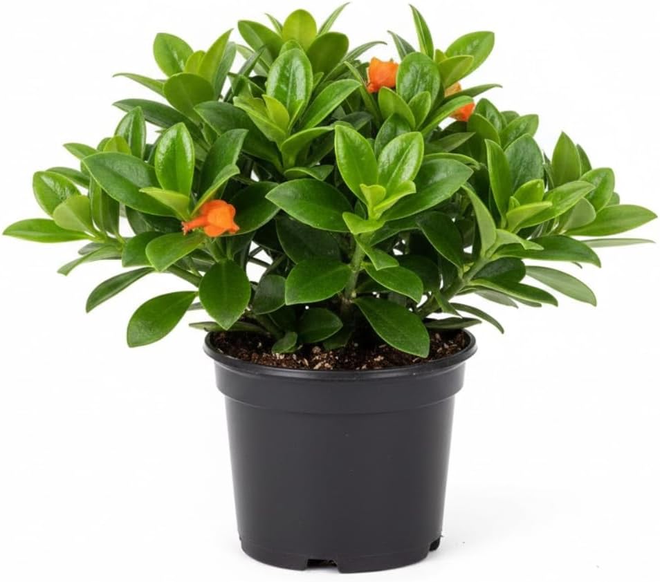 Goldfish Plant Live – 4 Inch Live Potted Houseplant | Trailing Indoor Plant with Orange Blooms