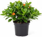 Goldfish Plant Live – 4 Inch Live Potted Houseplant | Trailing Indoor Plant with Orange Blooms