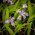 5 Wild Crested Iris Plants Live Roots, Low Maintenance Purple Iris Cristata, Blooming Perennial for Woodland Gardens & Borders, Not Bulbs