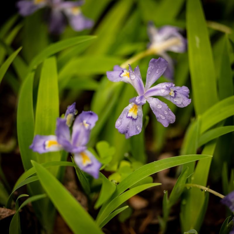5 Wild Crested Iris Plants Live Roots, Low Maintenance Purple Iris Cristata, Blooming Perennial for Woodland Gardens & Borders, Not Bulbs