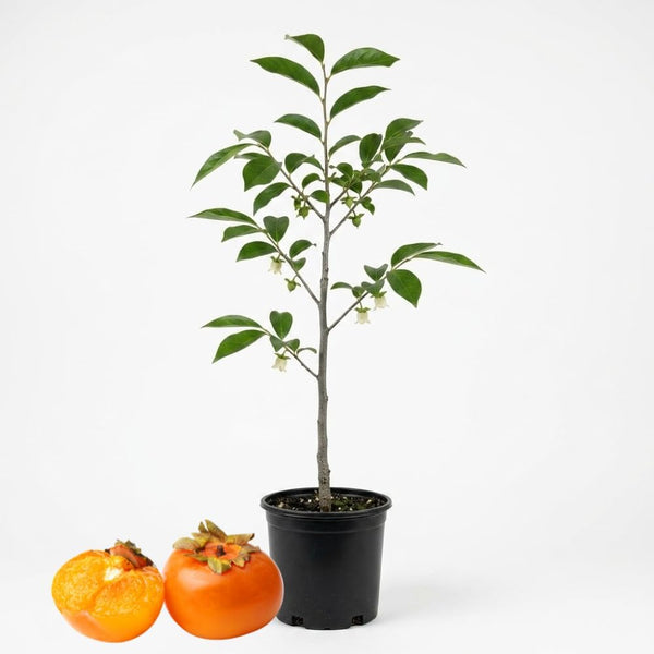 Persimmon Tree Live Plant, 12-18 Inch Tall in Quart Pot, Cold-Hardy Edible Landscape Starter, Deciduous Shade and Edible Fruit Tree for Home Gardens