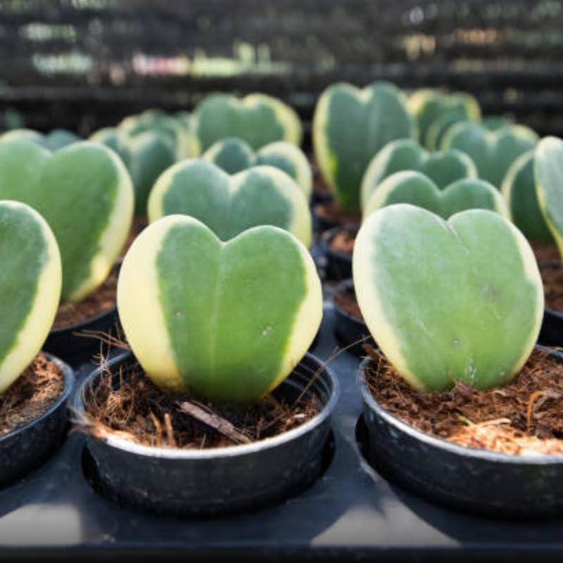 2 Variegated Hoya Heart Plant, 2 Inch Pot Size, Potted Indoor Plant, Small Decorative Plant for Bright Indoor Areas and Shelves