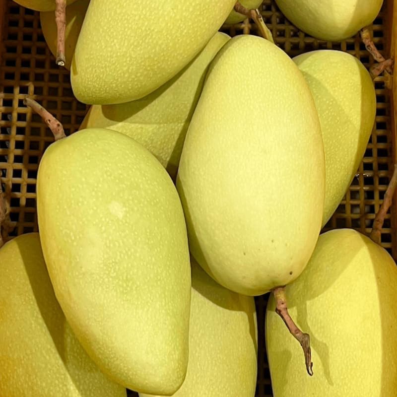 Mallika Mango Trees Live Plants |Sweet Fruit Tree 2.5–3 Ft Tall | Compact Tropical Mango Variety with Rich, Aromatic Fruit | Ideal for Yard, Patio & Warm-Climate Gardens | No Ship CA, HI, AK