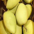 Mallika Mango Trees Live Plants |Sweet Fruit Tree 2.5–3 Ft Tall | Compact Tropical Mango Variety with Rich, Aromatic Fruit | Ideal for Yard, Patio & Warm-Climate Gardens | No Ship CA, HI, AK