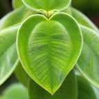 Peperomia Plant Live, Peperomia Incana in 4 Inch Pot, Compact Indoor Plant for Living Spaces, Gifting and Minimalist Interiors