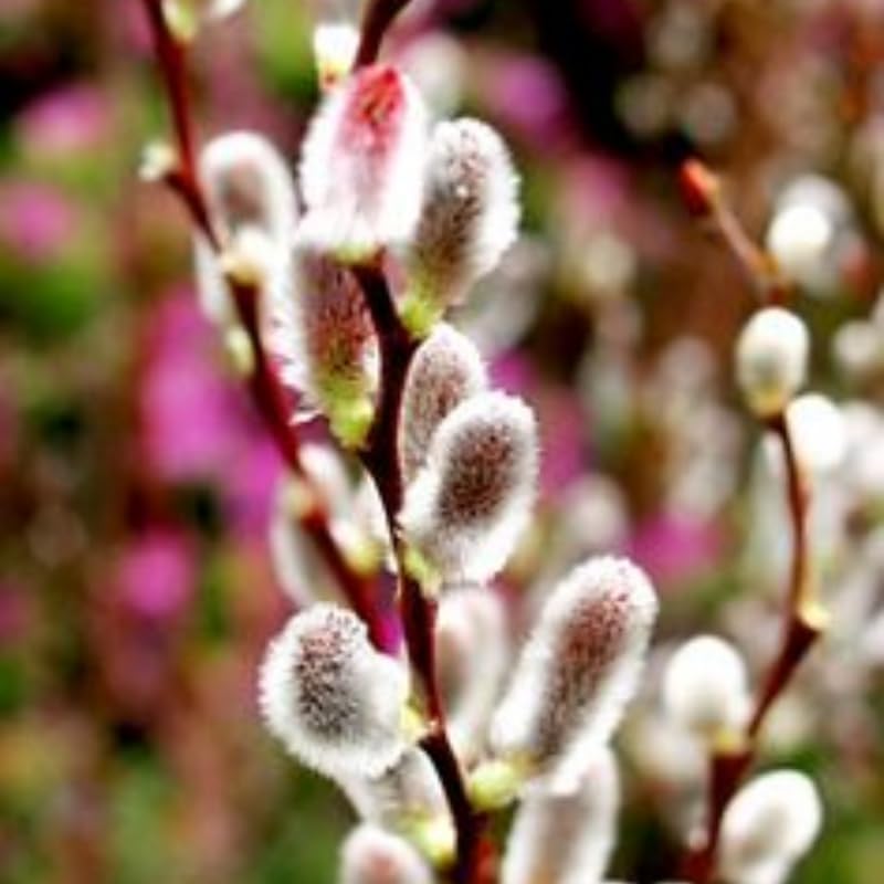 2 Pussy Willow Trees for Planting – 6–12 Inch Live Shrubs | Salix discolor | Hardy Early Bloomers for Spring Gardens & Wildlife