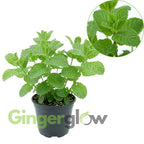 Chocolate Mint Plants Live, Mint Plants for Inside and Home Décor, 3-Inch Potted Fresh Herb for Indoor Outdoor Growing