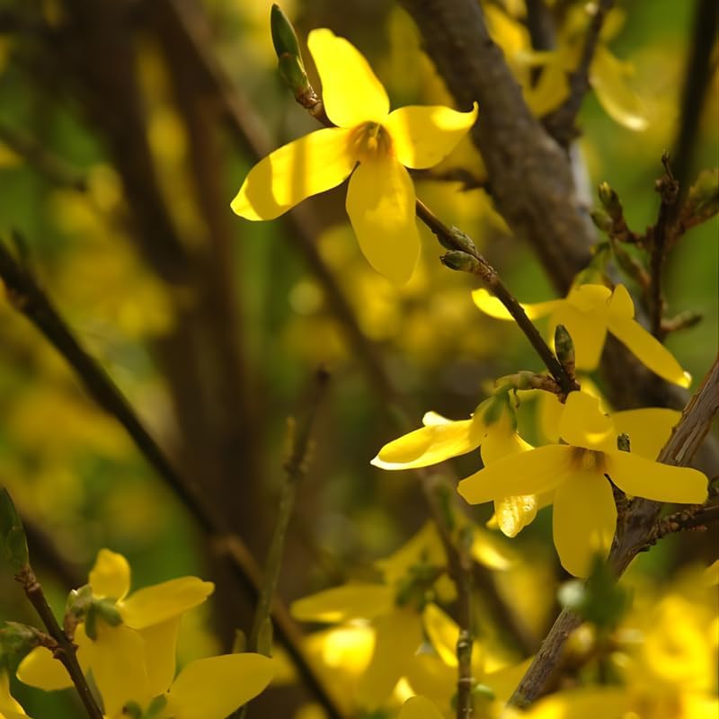 Lynwood Gold Forsythia Live Shrub | Quart Pot Forsythia Bush | Outdoor Plant for Landscape Use | Great for Garden Borders
