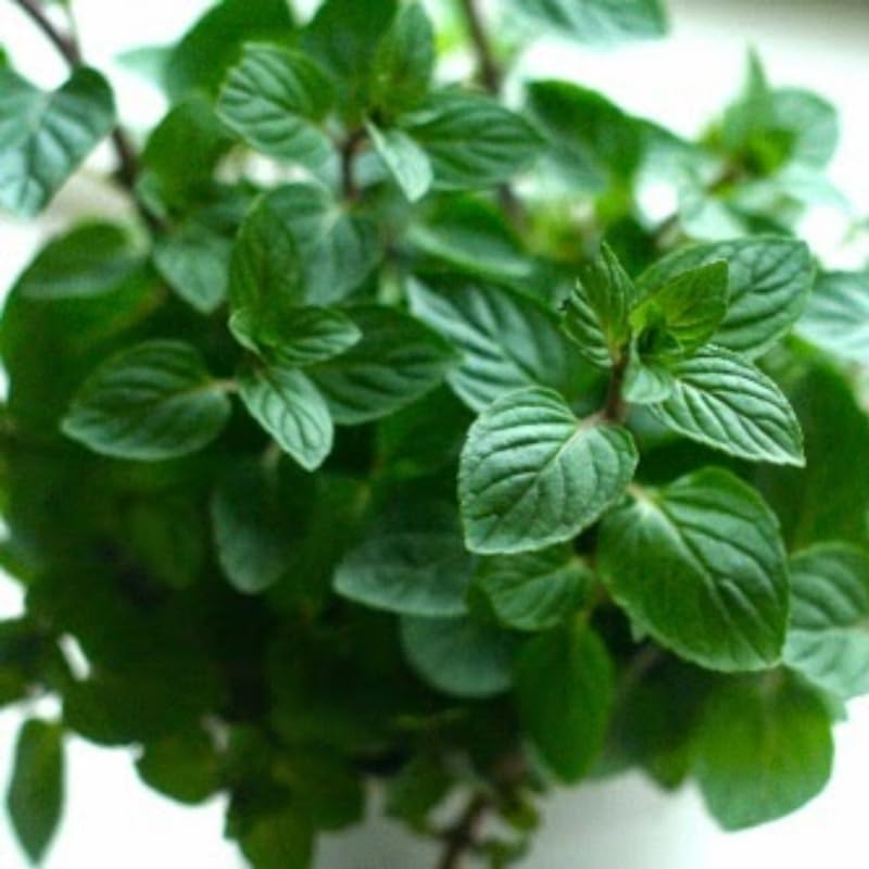 2 Chocolate Mint Plants, 3-Inch Pot, Mint Plants Live, Fast Growing Aromatic Perennial for Modern Landscape and Herb Gardening