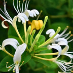 Set of 2 Honeysuckle Plant Live | 6–12 Inch Tall Flowering Shrubs | Fragrant Blooms for Outdoor Planting, Landscaping & Garden Borders
