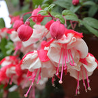 Fuchsia Plants Live, Gold and Red Foliage, 6-12 Inch Tall, Autumnale Variety, Trailing Flowering Plant, Ideal for Hanging Baskets