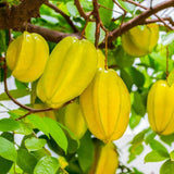 Starfruit Tree Live Plant in 3 Gallon Pot | 30-36 Inches Tall | Tropical Fruit Tree Ready to Plant | Established Edible Fruit Plant for Backyard (No Ship to CA,HI,AK)