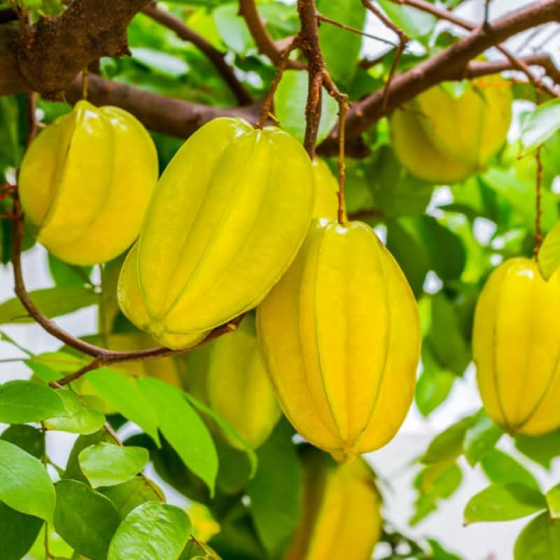 (No Ship to CA,HI,AK) Starfruit Tree Live Plant in 3 Gallon Pot | 30-36 Inches Tall | Tropical Fruit Tree Ready to Plant | Established Edible Fruit Plant for Backyard