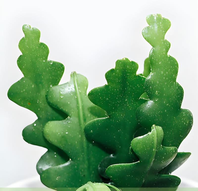 RIC Rac Cactus Live Plant in 3" Inch Pot | Distinctive Fishbone-Shaped Trailing Foliage | Low-Maintenance Indoor Cactus for Shelves and Hanging Displays