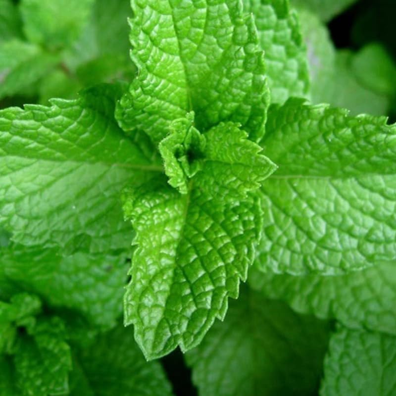2 Chocolate Mint Plants, 3-Inch Pot, Mint Plants Live, Fast Growing Aromatic Perennial for Modern Landscape and Herb Gardening