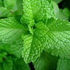 2 Chocolate Mint Plants, 3-Inch Pot, Mint Plants Live, Fast Growing Aromatic Perennial for Modern Landscape and Herb Gardening