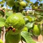 Ruby Guava Tree for Planting | Fresh Fruit 3 Ft Tall | Ideal Guava Tree Live Plant for Home Gardens & Patio Containers