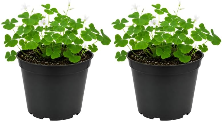 2 Green Oxalis Triangularis Live Plants in Gallon Pot, Low Maintenance False Shamrock Plant, Hardy Perennials, Perfect for Rock Gardens and Shaded Borders