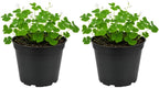 2 Green Oxalis Triangularis Live Plants in Gallon Pot, Low Maintenance False Shamrock Plant, Hardy Perennials, Perfect for Rock Gardens and Shaded Borders