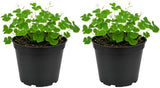 2 Green Oxalis Triangularis Live Plants in Gallon Pot, Low Maintenance False Shamrock Plant, Hardy Perennials, Perfect for Rock Gardens and Shaded Borders
