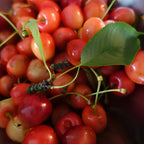 (No Ship to CA,HI,AK) Cherry Tree – Stella Cherry, 2-3 Ft Tall in 3 Gal Container, Cold-Hardy Edible Fruit Tree for Large Pots and Landscapes