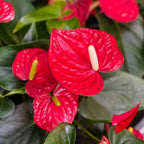 Anthurium Flamingo Flower Plant, Red Anthurium Plant Live in 4 Inch Pot, Air Purifying Flowering Indoor Houseplant, Home, Room, or Office Décor, Easy to Grow