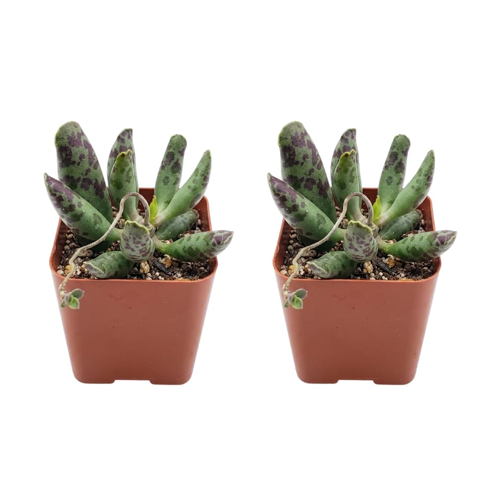 2 Dischidia Million Hearts Succulent Plants Live, 3" Pot, Hardy, Easy Care, Unique House Plant for Home, Office, and Balcony