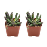 2 Dischidia Million Hearts Succulent Plants Live, 3" Pot, Hardy, Easy Care, Unique House Plant for Home, Office, and Balcony