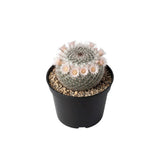 Gymnocalycium Horstii Green Tomato Cactus Plant Live, 4" Pot, Fully Rooted, Easy Care, Unique Ornamental Live Succulent Plant for Home, Office & Indoor Displays