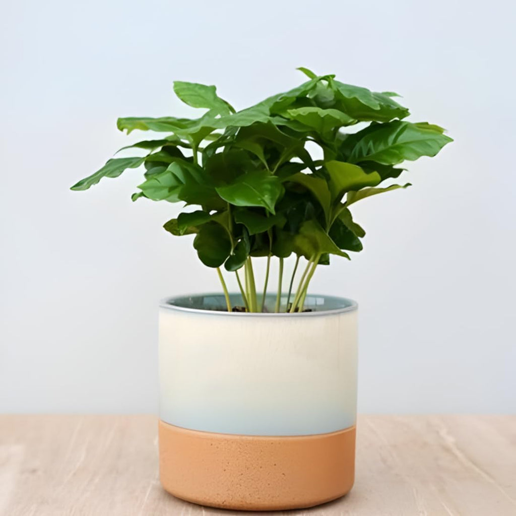 Arabica Coffee Plant Live in 4" Inch Pot | Coffea Arabica Houseplant with Glossy Green Leaves | Easy-Care Indoor Plant for Home, Office & Collections
