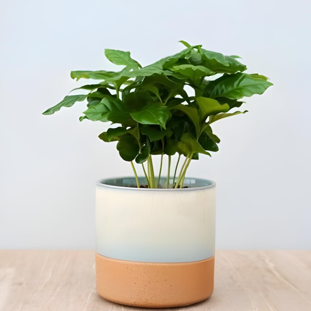 Arabica Coffee Plant Live in 4" Inch Pot | Coffea Arabica Houseplant with Glossy Green Leaves | Easy-Care Indoor Plant for Home, Office & Collections