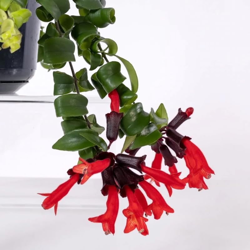 Twister Lipstick Houseplant | 4 Inch Live Potted Plant | Curly Green Foliage & Red Blooms | Exotic, Easy-to-Grow Indoor Plant for Home or Office