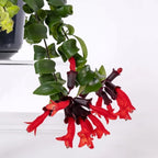Twister Lipstick Houseplant | 4 Inch Live Potted Plant | Curly Green Foliage & Red Blooms | Exotic, Easy-to-Grow Indoor Plant for Home or Office